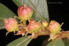 Cleistanthus malabaricus